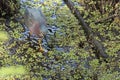 A Green Heron Royalty Free Stock Photo